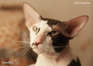 IMG_2702_500