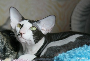 IMG_5981_600