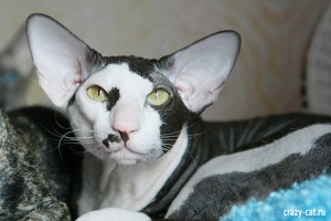 IMG_5988_600