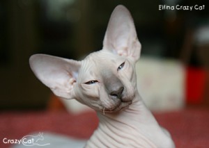IMG_0126_400