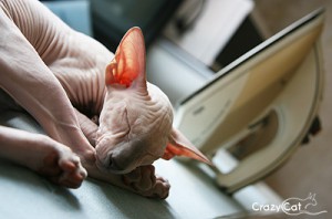IMG_0334_400