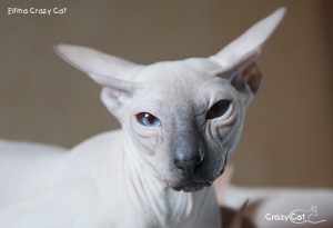 IMG_4761_500