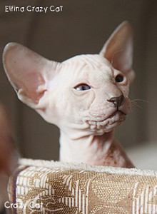 IMG_6723_240