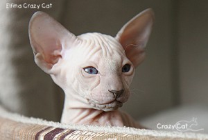 IMG_6733_400
