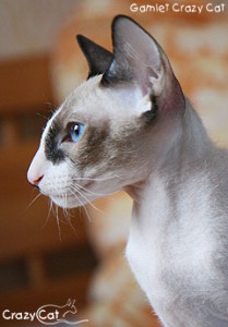 IMG_4190_240