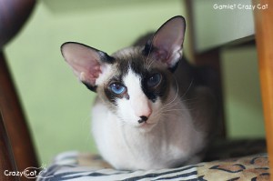 IMG_9787_500_Gamlet