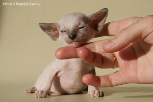 IMG_5597_500