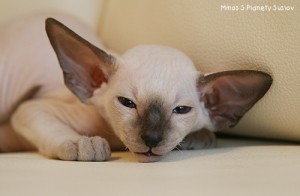 IMG_5854_500