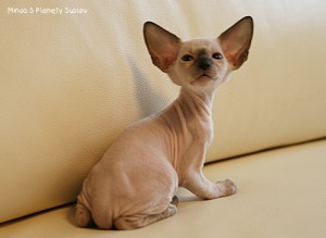 IMG_5866_500