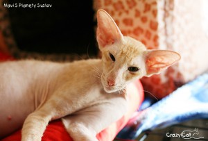 IMG_8798_500_Navi