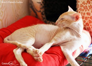 IMG_8800_500_Navi