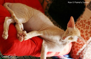 IMG_8801_500_Navi