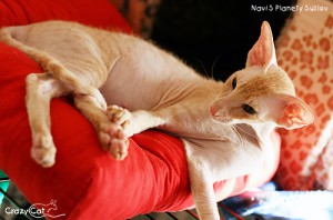 IMG_8804_500_Navi