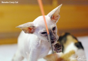 IMG_0036_500_Nanaka