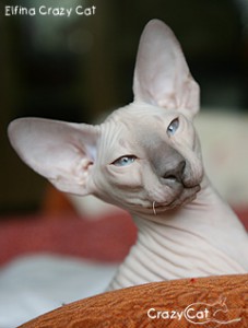 IMG_0123_240