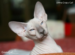 IMG_0123_400