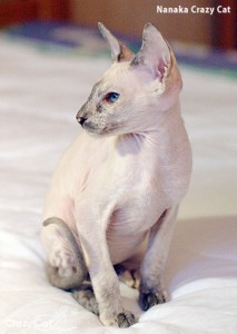 IMG_0141_300_Nanaka
