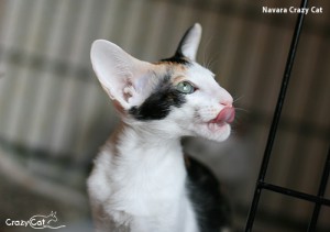 IMG_0202_500_Navara