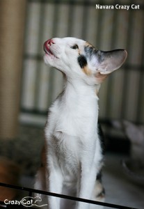 IMG_0228_500_Navara