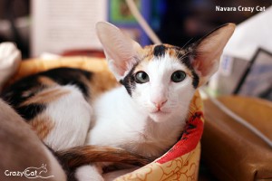 IMG_0287_500_Navara