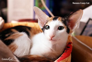 IMG_0291_500_Navara