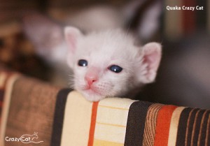 IMG_0316_500_Quaka