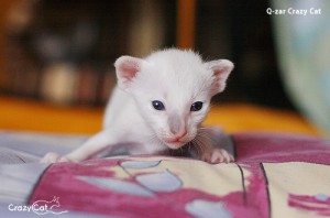 IMG_0367_500_Q-zar