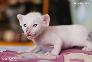 IMG_0370_500_Q-zar