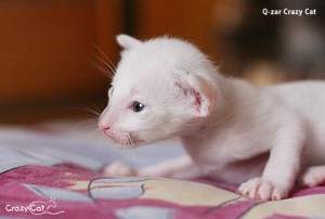 IMG_0374_500_Q-zar