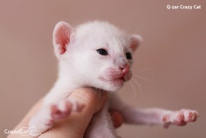 IMG_0387_500_Q-zar