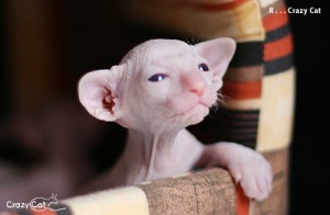 IMG_0436_500_Rasputin