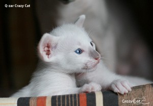 IMG_0507_500_Q-zar