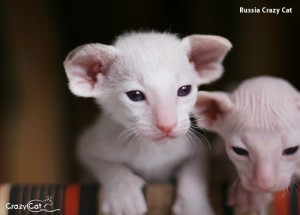 IMG_0598_500_Russia