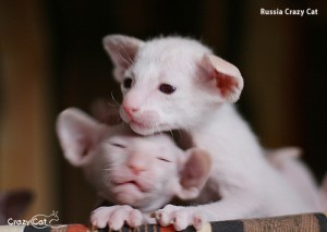 IMG_0604_500_Russia
