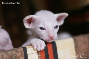 IMG_0627_500_Rezident