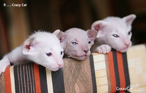 IMG_0638_500_R