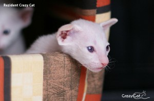 IMG_0650_Rezident