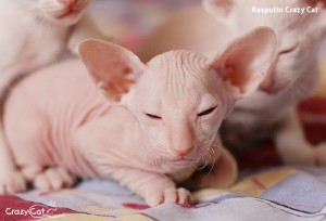 IMG_0770_500_Rasputin
