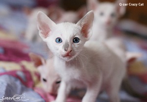 IMG_0784_500_Q-zar