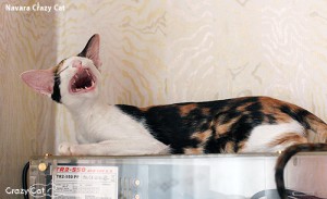 IMG_0873_500_Navara