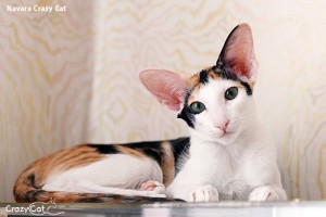 IMG_0882_500_Navara