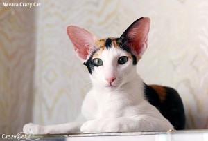 IMG_0904_500_Navara