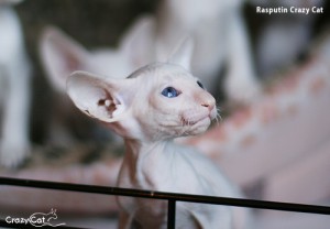 IMG_1018_500_Rasputin