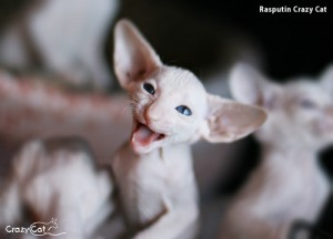 IMG_1071_500_Rasputin