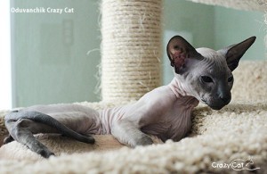 IMG_1321_500_Oduvan