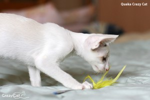 IMG_1375_500_Quaka