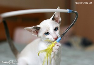 IMG_1378_500_Quaka