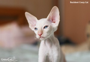 IMG_1396_500_Rezident