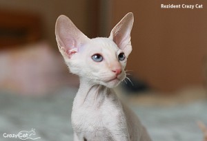 IMG_1409_500_Rezident