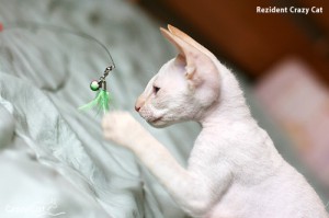 IMG_1422_500_Rezident